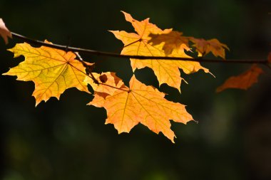 Ağaçlarda sonbahar akçaağaç yaprakları. 