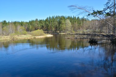 Bahar ormandaki nehir.
