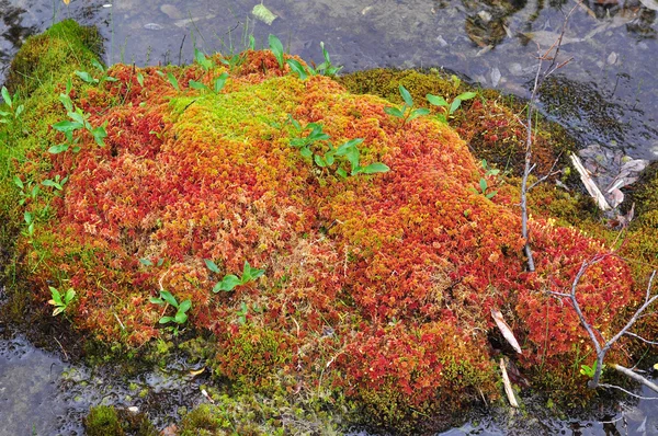 Stream en mos op hummocks. — Stockfoto