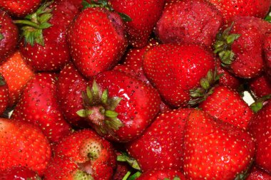 Olgun kırmızı çilekler. 