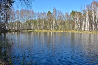 Bahar ormanda nehirde. 