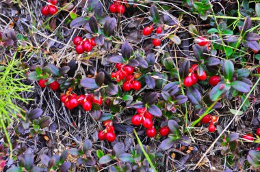 Olgun kırmızı yabanmersini. 