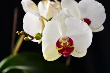Rubus arcticus, çilek.