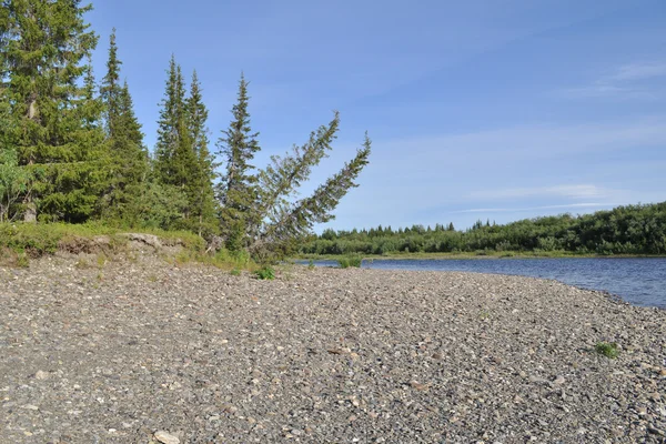 Ağaçlar nehir kıyısına bükülmüş olan tipik Tayga manzara. 
