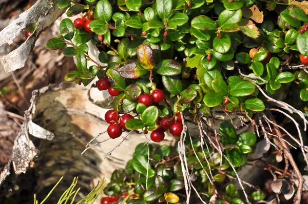 Ripe red cowberry. — Stock Photo, Image