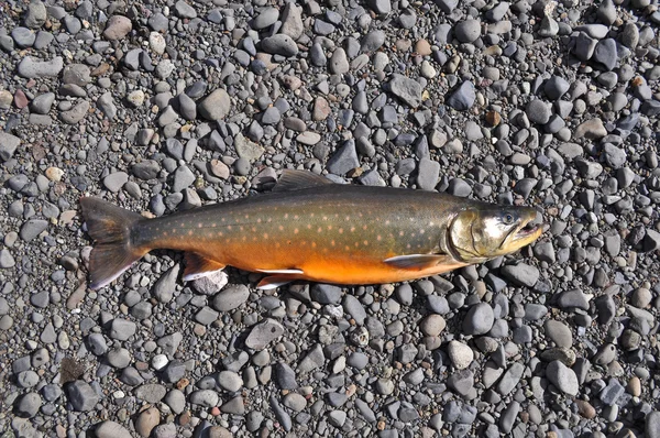 Arctic char nehir çakıl. — Stok fotoğraf