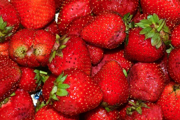 Olgun kırmızı çilekler. 