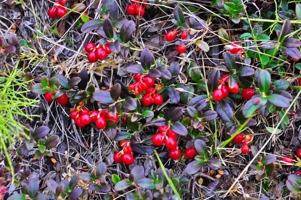 Olgun kırmızı yabanmersini. 