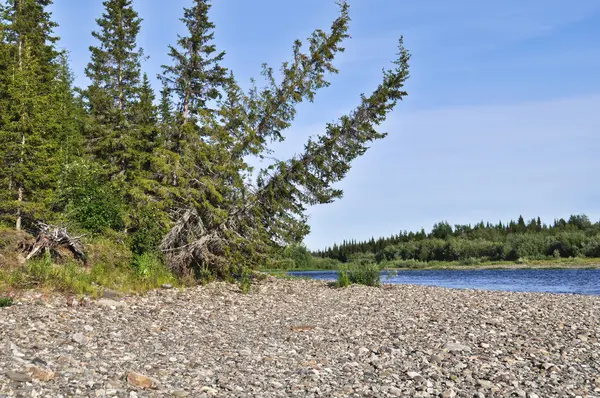 Ağaçlar nehir kıyısına bükülmüş olan tipik Tayga manzara. 