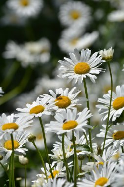 Yaz otlağında papatyalar.