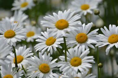 Yaz otlağında papatyalar.