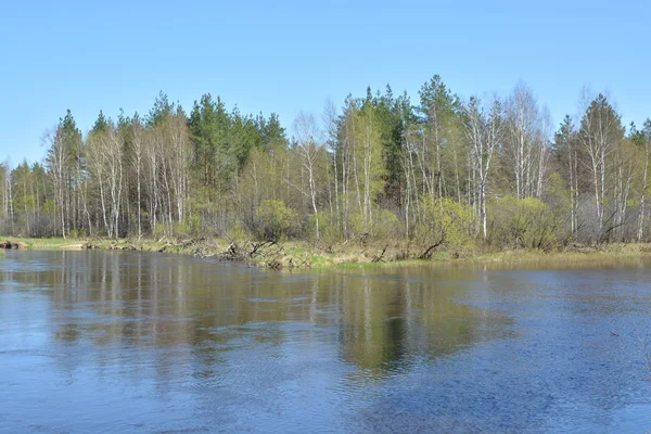 Printemps sur la rivière de la forêt . — Photo