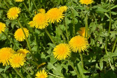 Dandelions bahar çayırda. 