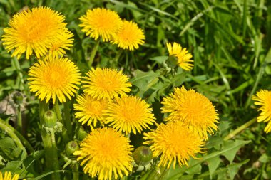 Bahar sarı dandelions.