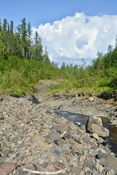 Bergbeek op het Putorana-plateau. — Stockfoto