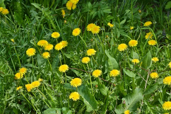 黄色のタンポポの花. — ストック写真