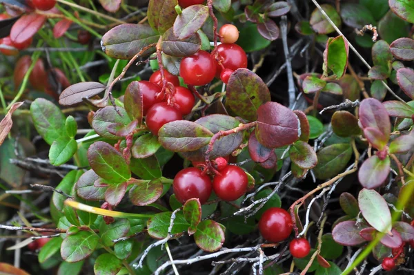 Cranberries maduras no final do verão . — Fotografia de Stock