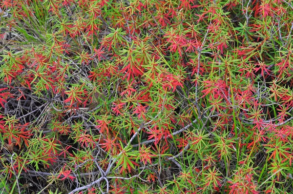 Rododendro di colore taimiro . — Foto Stock