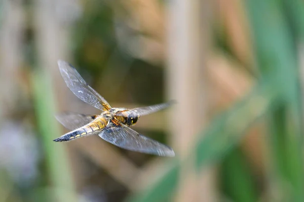 Dragonfly under flygning. — Stockfoto