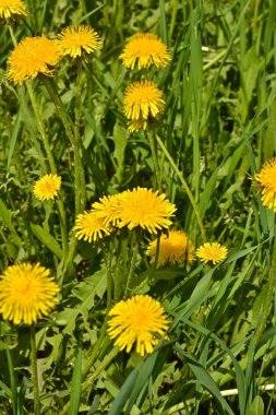 Dandelions bahar çayırda. 