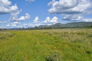 Bataklık düz mavi gökyüzünün altında.