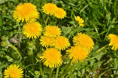 Bahar sarı dandelions.