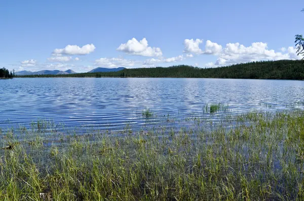 Lake summer shore. — Stock Photo, Image