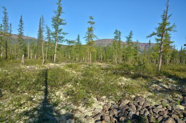 Dağ Tayga Putorana Plato üzerinde. 