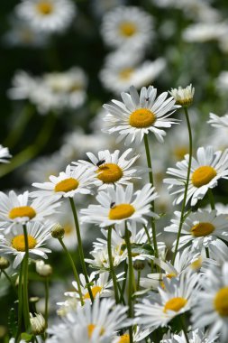 Yaz otlağında papatyalar.