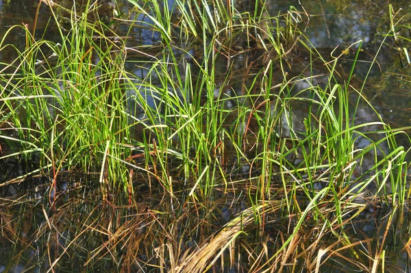 Das Gras im Wasser. — Stockfoto