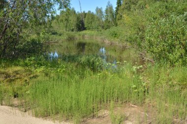Çalılar ve otların arasında küçük bir göl.
