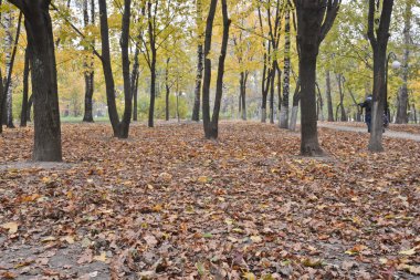 Sonbahar parkında düşen yapraklar. 