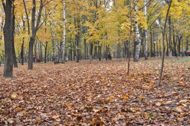 Sonbahar parkında düşen yapraklar. 