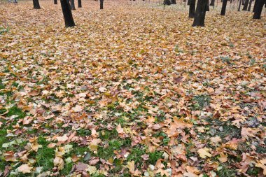 Güz Park çimlerin üzerine düşen yapraklar. 