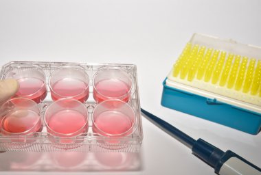 Laboratuvar araştırma hücre teknolojileri.