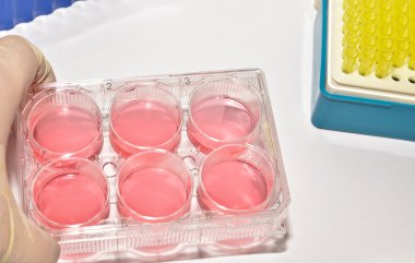 Laboratuvar araştırma hücre teknolojileri.