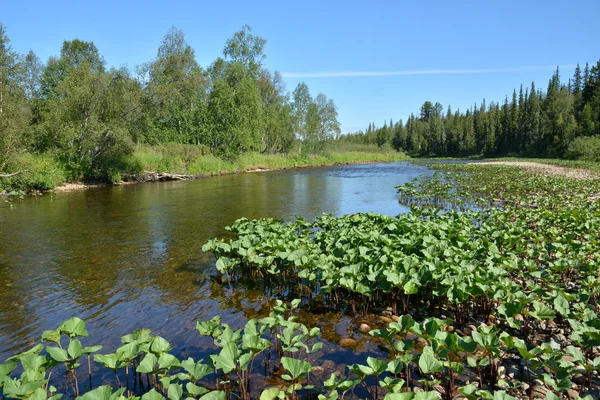 Řeka Ural Tajga. — Stock fotografie