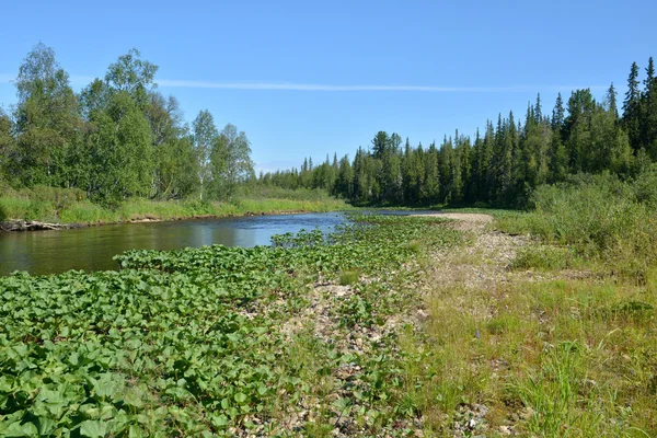 Taiga Oeral River. — Stockfoto