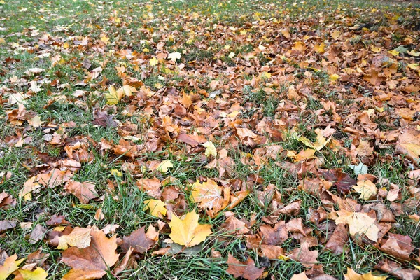 Fallen leaves on the grass in autumn Park. — Stock Photo, Image