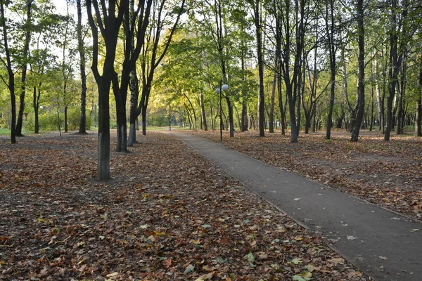 Alley in the autumn Park. — Stock Photo, Image