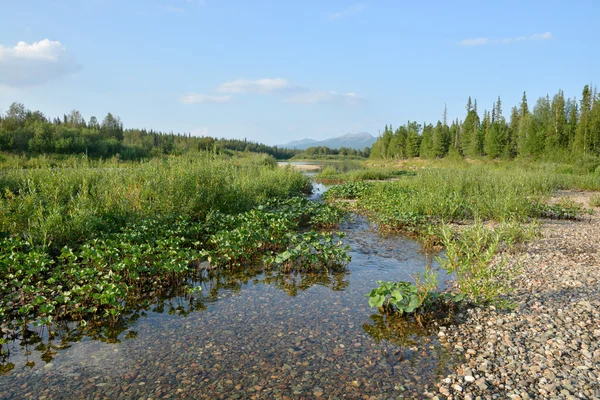 Les rives de galets de la rivière Shchugor . — Photo