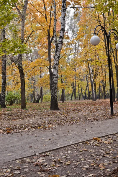 Callejón en el parque de otoño. —  Fotos de Stock