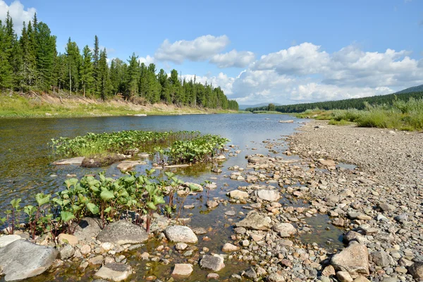 Река в горной тайге Северного Урала . — стоковое фото