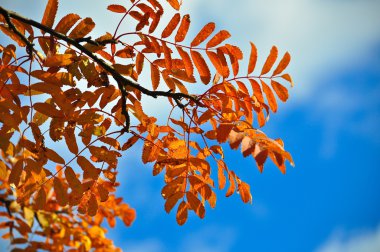 sonbahar yaprakları ve dalları üzerinde. 