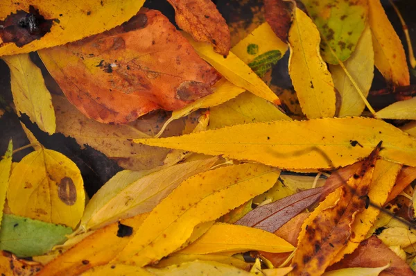 Daun jatuh musim gugur di tanah. — Stok Foto