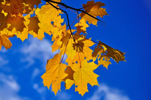 Herfstbladeren op de takken. — Stockfoto