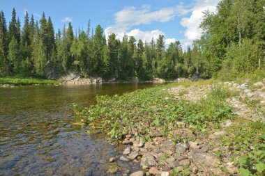  nehir Shchugor Milli Parkı Yugyd VA.