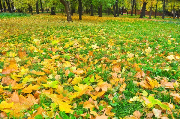 Parco autunnale in foglie cadute . — Foto Stock