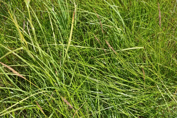 Abstract background of grass. — Stock Photo, Image