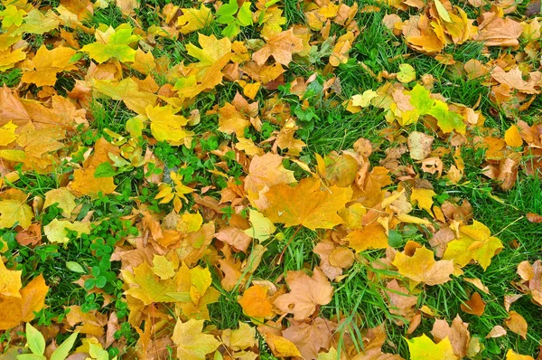I colori brillanti del fogliame di ottobre . — Foto Stock